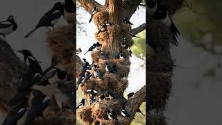 The pied crow is a widely distributed African bird species in the crow genus of the family corvidae.