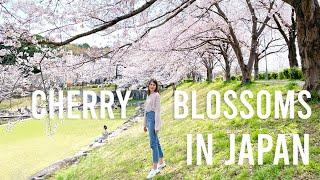 Japan Vlog: Cherry Blossoms Picnic, Tsukuba University Campus Walk | 2021桜・筑波大学の花見