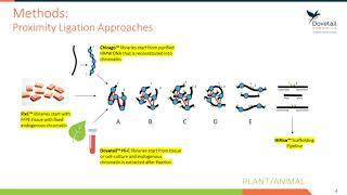 Chicago® and Dovetail™ Hi-C yield chromosome length scaffolds of the Ixodes scapularis genome