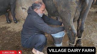 Traditional desi village dairy farm || village life in pakistan || winter morning routine