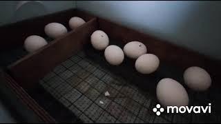 Утиный двор с утра ! Первая часть .
