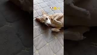Четыре настроения ️ #собака #друг #dog #позитив #настроение #суперсобака