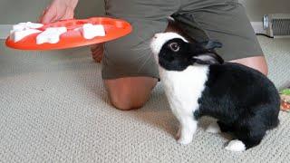 Is a RABBIT as smart as a DOG?