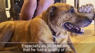 Pet Wellness Direct - VetSmart:  Bruno's Story - Dog Supplements Help after Double Knee Surgery!