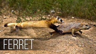 FERRET in Action! Facts about Fast and agile Ferret terrifies snakes, rabbits and squirrels