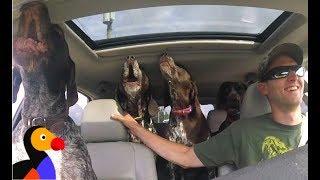 EXCITED Dogs in Car Can't Stop Howling For The Park | The Dodo