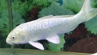 MILK WHITE KOI FISH ( HD)