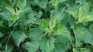 The Joy Of Stinging Nettles