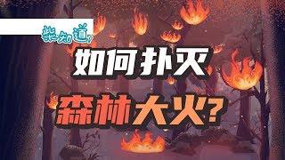 如何扑灭一场森林大火？How to put out a forest fire?丨科普丨冷知识丨柴知道ChaiKnows