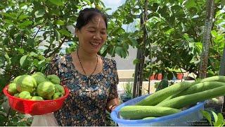 Awesome! Taiwan Guava Fruit Harvesting from rooftop garden