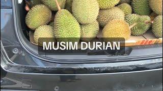 Musim Durian Datang Lagi Di Tuaran. Buah-Buahan Tempatan Yang Lain Pun Banyak