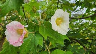 Multiple colored flowers on the same stem?