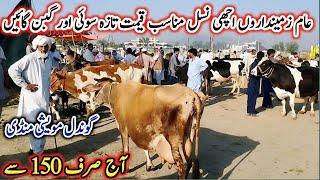 16-09-2024 Today Gondal Mandi latest update! MilkingCows Fresh Rate on Gondal Mandi!#cows#dairy#farm