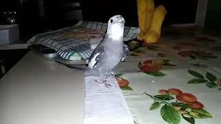 Cockatiel singing Family Adams  Mimi