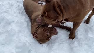 Giant pit bull the HULK plays with his daughter penny