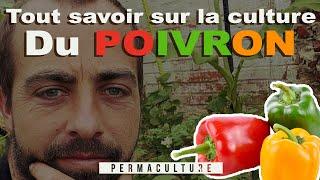 🫑 Tout savoir sur la Culture du POIVRON  🫑