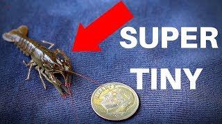 Homemade Trap for MICRO Crayfish (Easy DIY Trap!)