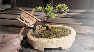 Self-watering bonsai