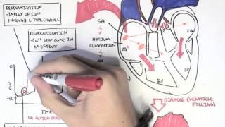 Cardiology - Relationship of conduction system, ventricular contraction and ECG