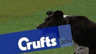 Agility | International Invitation | Large | Jumping | Crufts 2014