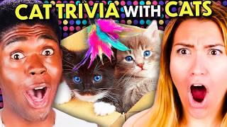 The Ultimate Cat Trivia Gauntlet With Cats!