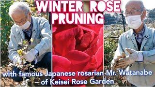 WINTER ROSE PRUNING with Famous Japanese Rosarian Mr. Watanabe of Keisei Rose Garden