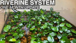 Anubias and Buce Emersed Propagation - RIVERINE SYSTEM - One Month!!