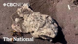 Newfoundland blob mystery solved — maybe