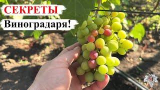 СЕКРЕТЫ Виноградаря!