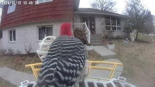 Daily Birdwatching - Netvue Birdfy Birdfeeder Cam - December 15, 2024