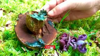 Edible mushrooms found in May