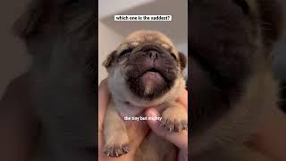 Puppies crying compilation  #shorts