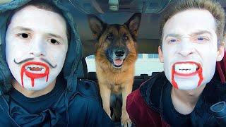 Vampire Surprises Puppy With Car Ride Chase!