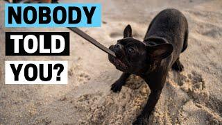 Things Nobody Tells You About Owning A French Bulldog!