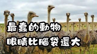 鴕鳥是最蠢的動物？牠的眼睛比大腦還大？｜冷知識｜陰謀論｜中文字幕