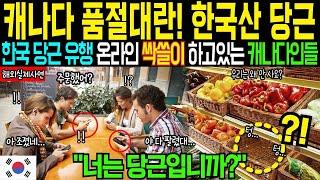하루 3번 이상 열어보게 만드는 캐나다에 퍼진 한국 당근은 무엇일까  해외감동사연