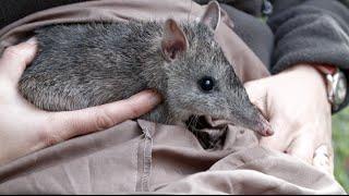 Bandicoots in the backyard