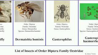 List of Insects of Order Diptera Family Oestridae bot gasterophilus diana bovis hominis picta Fly