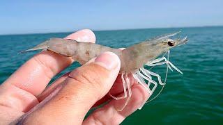 Fishing with LIVE! Shrimp for my DINNER... Amazing Results!