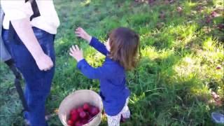 Apple Picking