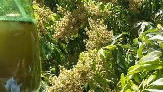 Sweetheart Lychee Pollination Experiment