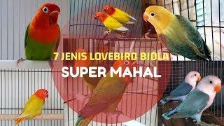 KENALI 7 LOVEBIRD BIOLA TERMAHAL