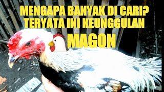 CIRI AYAM MAGON DAN KEUNGGULANNYA