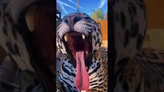 Jaguar Boops & Yawns. BIG TEETH