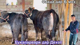 Букапарвари дар Кишлок, Фоидаи 6 моха Бинед чикадар шуд,  4 апреля 2025 г.