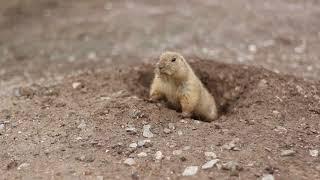 Curious Prairie Dog (Royalty Free Stock Footage)