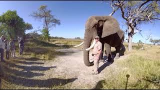 360 Video of Elephants - Photos of Africa VR Safari