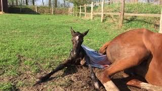 Fohlengeburt / Birth of Filly, "Perfect Day", April 18, 2018