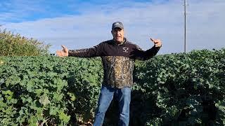 forage brassicas