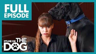 Massive Great Danes Cause Chaos Everywhere They Go! | Full Episode USA | It's Me or The Dog